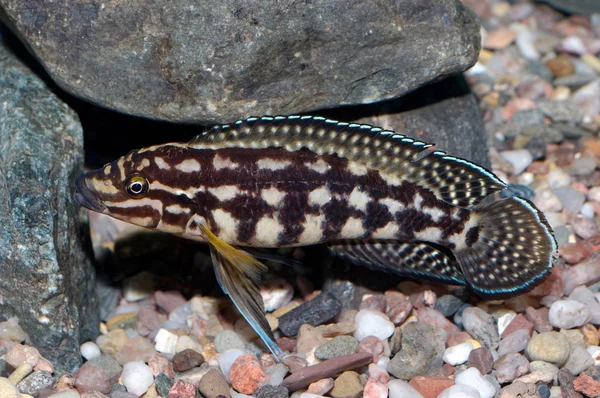 Julidochromis ryb — Zdjęcie stockowe