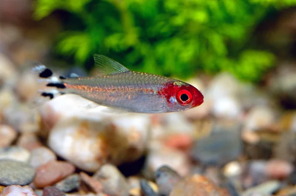 Tetra pesce — Foto Stock