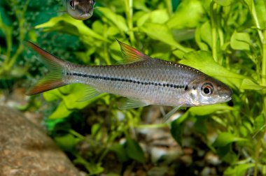 akvaryumdaki barb