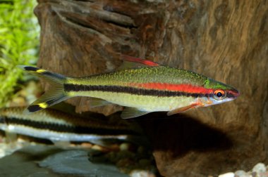 akvaryumdaki barb