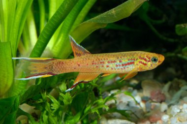 Aphyosemion fish clipart