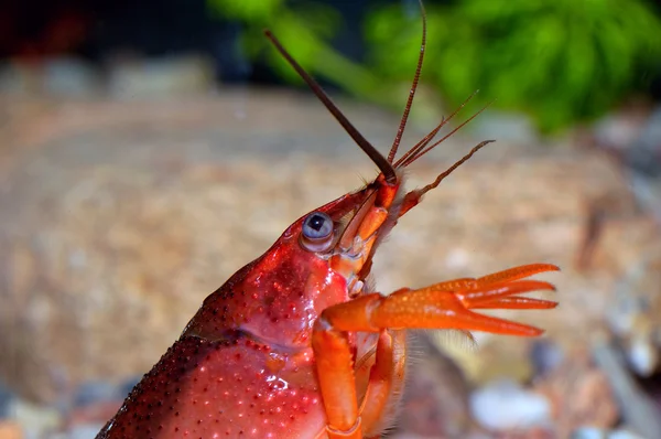 Red crayfish — Stock Photo, Image