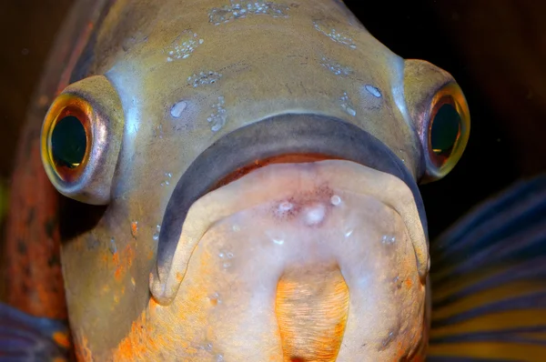 Ritratto di pesce oscar — Foto Stock