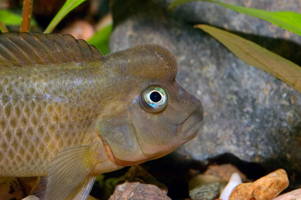 Retrato de peixes do género Steatocranus — Fotografia de Stock