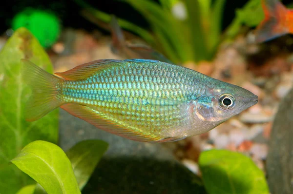 Melanotaenia-Fische — Stockfoto