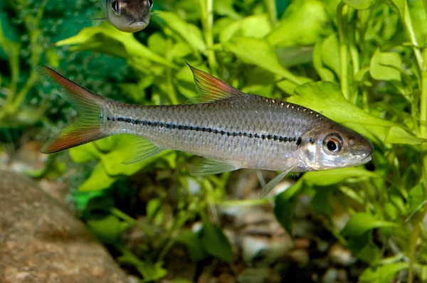 akvaryumdaki barb