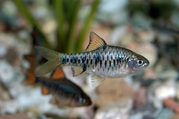 Peces de púas —  Fotos de Stock