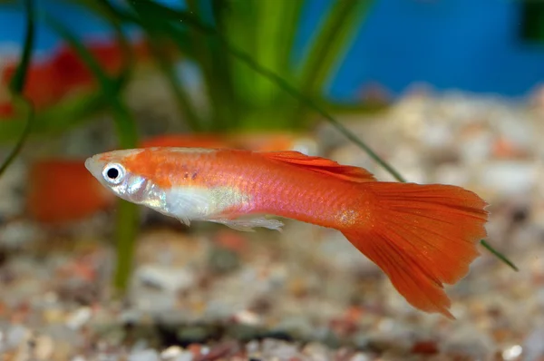 Guppy-Fische — Stockfoto