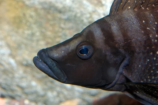 Retrato de Altolamprologus fish — Foto de Stock