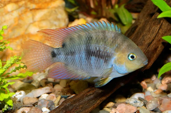 Cichlid ryba — Stock fotografie