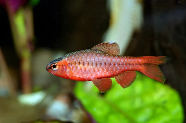 Peixes puntius — Fotografia de Stock