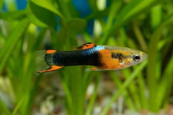 Peixe-guppy — Fotografia de Stock