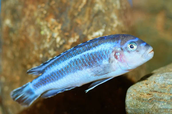 Melanochromis pesce — Foto Stock