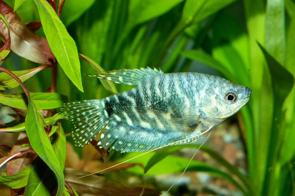 Trichopodus balık