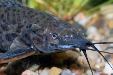 Yayın balığı kafası