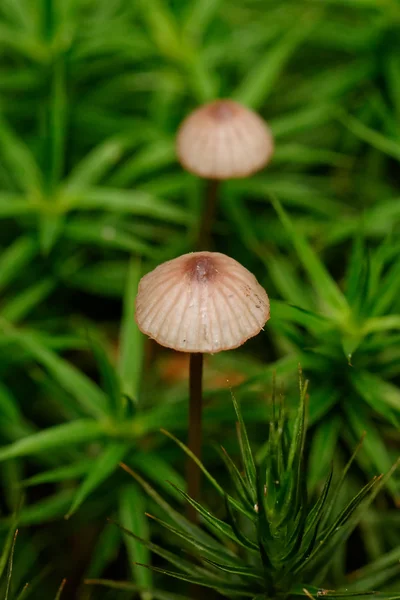 在 moss 中的蘑菇 — 图库照片