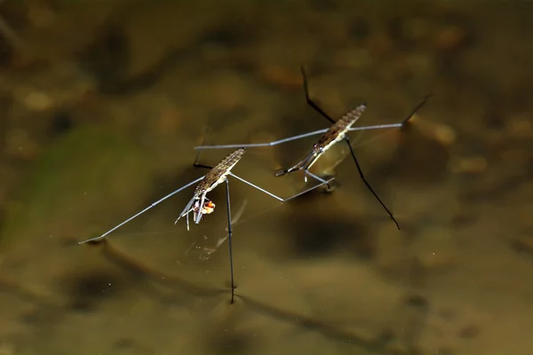 Pulga de agua — Foto de Stock