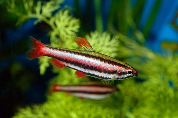 Nannostomus balık — Stok fotoğraf