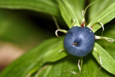 Herb Paris