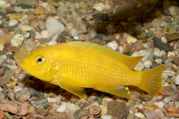 Pseudotropheus fisk — Stockfoto