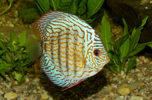 Blue discus fish — Stock Photo, Image