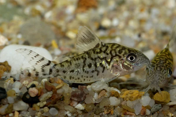 Corydoras 물고기 — 스톡 사진