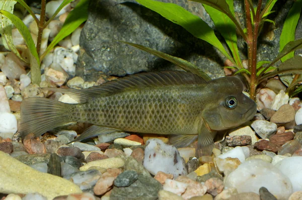 Peixes do género steatocranus — Fotografia de Stock