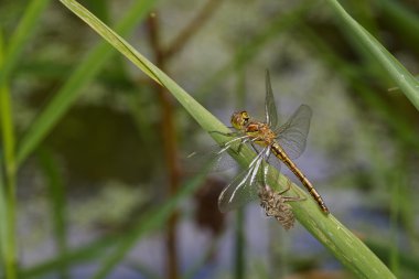Larva ile Drgonfly