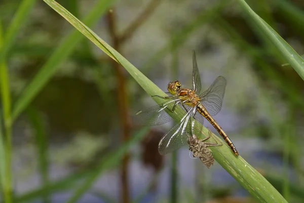 Larva ile Drgonfly — Stok fotoğraf