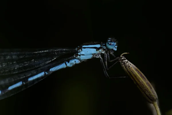 Blaue Libelle — Stockfoto