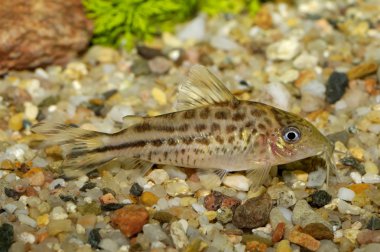 Corydoras balık