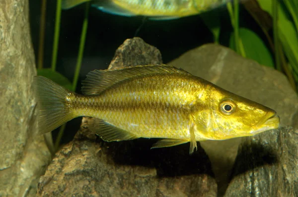 Dimidiochromis fisk — Stockfoto