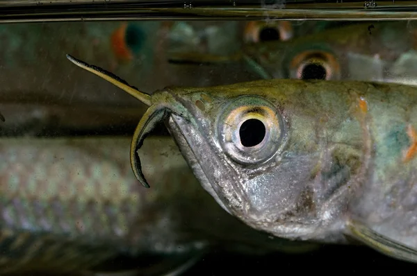 Portret ryb Osteoglossum — Zdjęcie stockowe