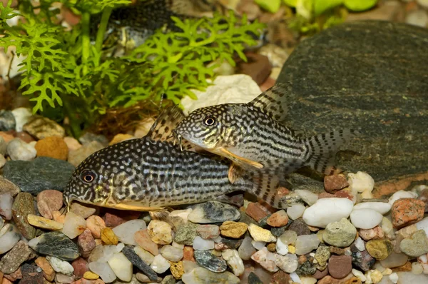 Corydoras balık