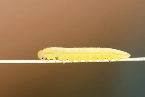 Gele caterpillar — Stockfoto