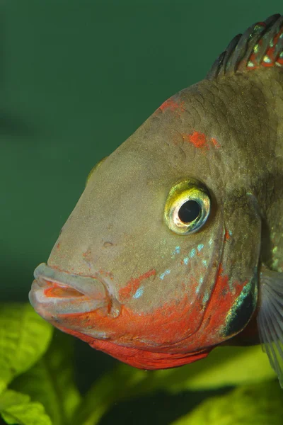 Retrato de Cichlid —  Fotos de Stock