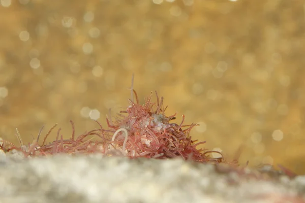 Tubifex solucanlar