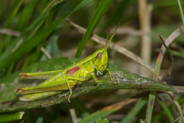 Sprinkhaan met rode vleugels — Stockfoto