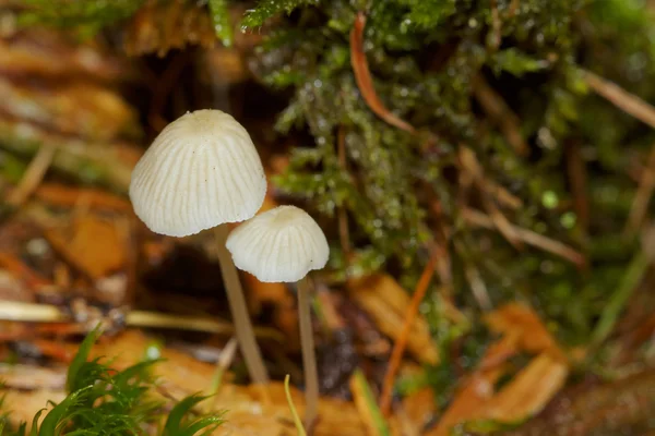 Deux champignons — Photo