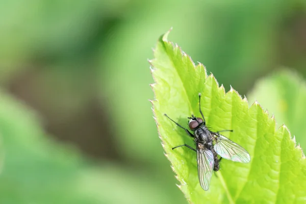 Fly on leaf — Stock Photo, Image