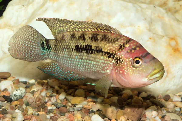 Cichlid ryba — Stock fotografie