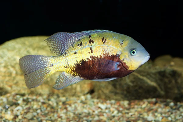 Cichlid vis — Stockfoto