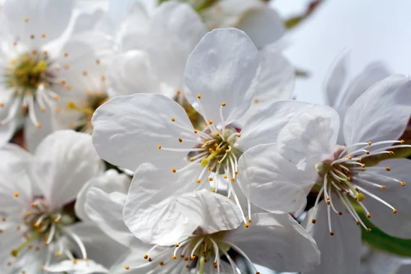 Fleurs des fleurs de prunier — Photo