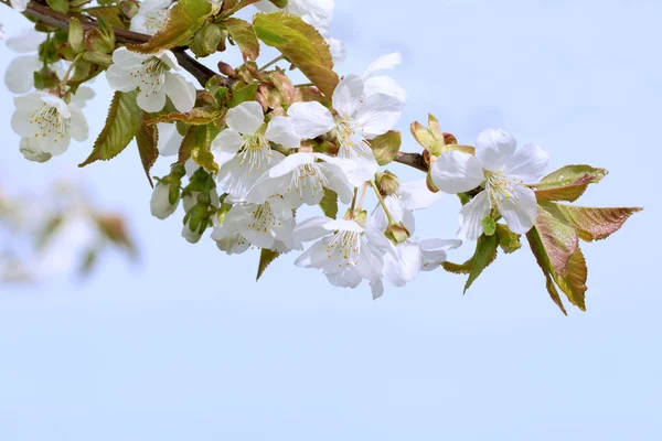 Fleurs des fleurs de prunier — Photo