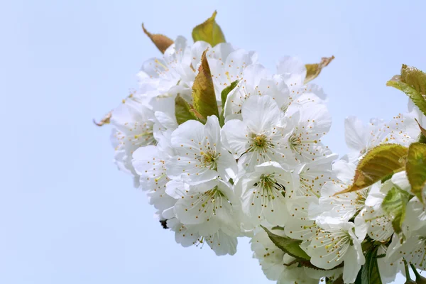 Flowers of the plum blossoms