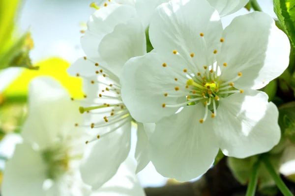 Flowers of the plum blossoms