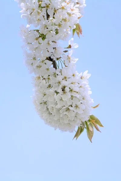 Λουλούδια από τα άνθη κερασιάς — Φωτογραφία Αρχείου