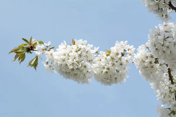 Fleurs des fleurs de cerisier — Photo