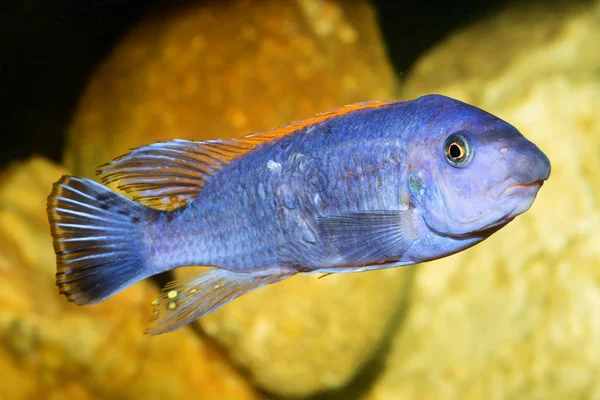 Cichlid vis — Stockfoto