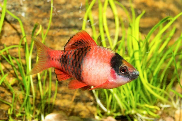 バーブの水族館の魚 — ストック写真